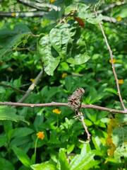 Commersonia bartramia