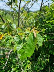 Commersonia bartramia