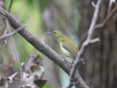 Aethopyga christinae