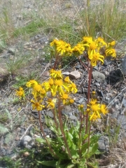 Papilio machaon aliaska