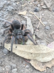 Dugesiella anitahoffmannae