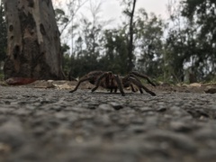 Dugesiella anitahoffmannae
