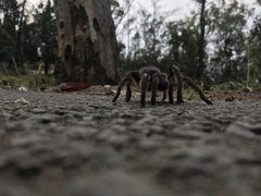 Dugesiella anitahoffmannae