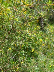 Persoonia nutans
