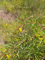 Persoonia nutans