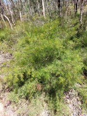 Persoonia nutans
