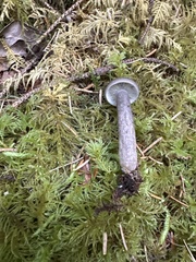 Lactarius pseudomucidus