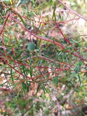 Persoonia nutans