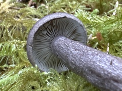 Lactarius pseudomucidus