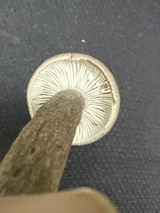 Lactarius pseudomucidus