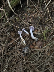 Cortinarius oregonensis