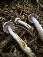Cortinarius oregonensis
