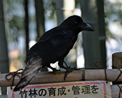 Corvus macrorhynchos japonensis