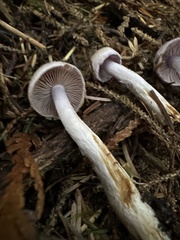 Cortinarius oregonensis