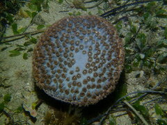 Duncanopsammia peltata