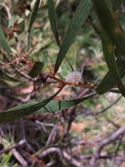 Hakea laevipes
