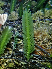 Caulerpa