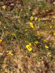 Dillwynia tenuifolia