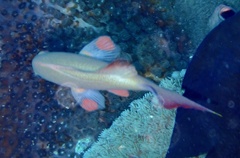 Pseudanthias squamipinnis