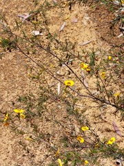 Dillwynia tenuifolia