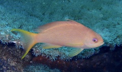 Pseudanthias squamipinnis