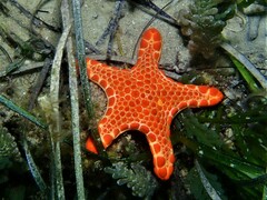 Pentagonaster duebeni