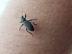 Brachyderes incanus