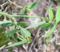 Euphorbia macropus