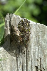 Amphipsalta cingulata