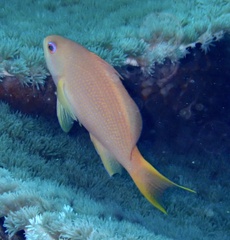 Pseudanthias squamipinnis