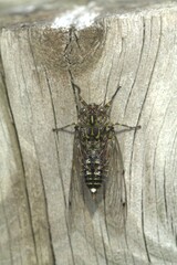 Amphipsalta cingulata