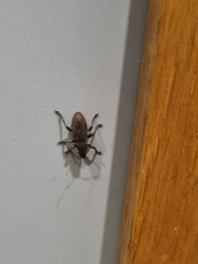 Brachyderes incanus