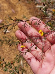 Dillwynia tenuifolia