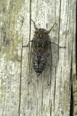 Amphipsalta cingulata