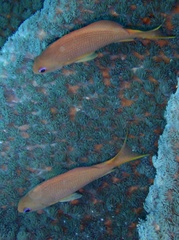 Pseudanthias squamipinnis