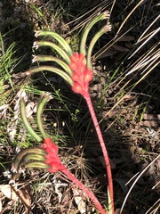 Anigozanthos manglesii