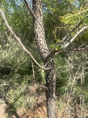 Albizia harveyi