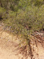 Dillwynia tenuifolia