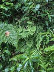 Adiantum atroviride