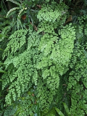 Adiantum atroviride