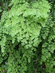 Adiantum atroviride
