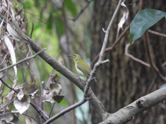 Aethopyga christinae