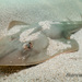 Shovelnose Guitarfish - Photo (c) Brenna Green, some rights reserved (CC BY-NC-SA), uploaded by Brenna Green