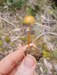 Protostropharia