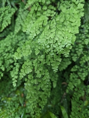 Adiantum atroviride