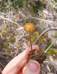 Protostropharia