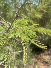 Albizia harveyi