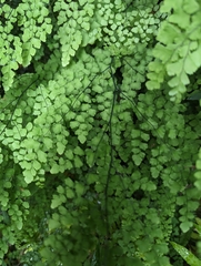 Adiantum atroviride