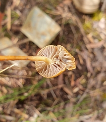 Protostropharia