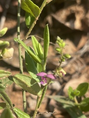 Polygala sphenoptera